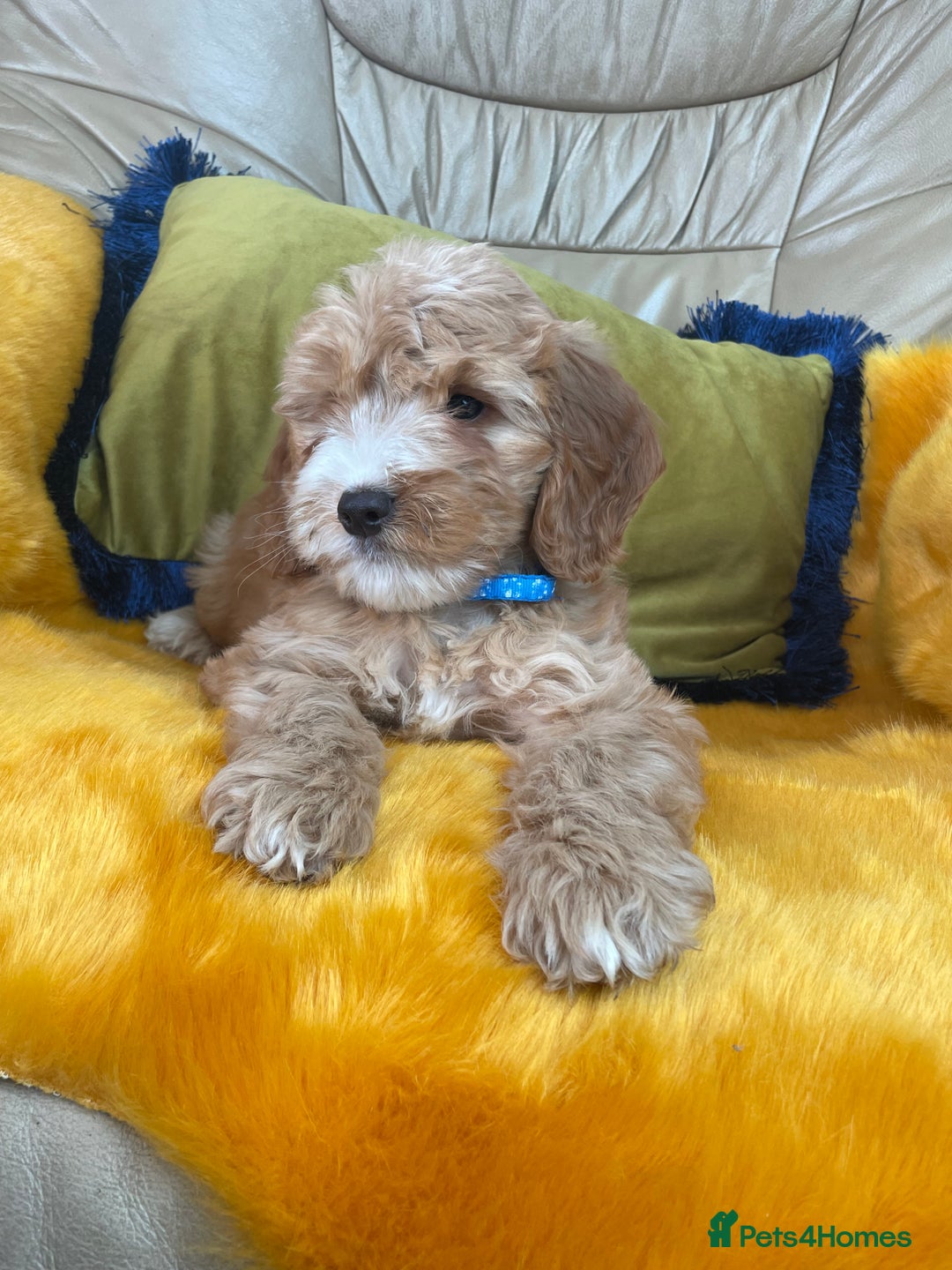 Cockapoo dogs for sale: F1 Cockapoo boys and girls - Image 1