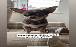 Chihuahua dogs for sale: ❤️Health tested tiny Chihuahua puppies❤️ - Image 14