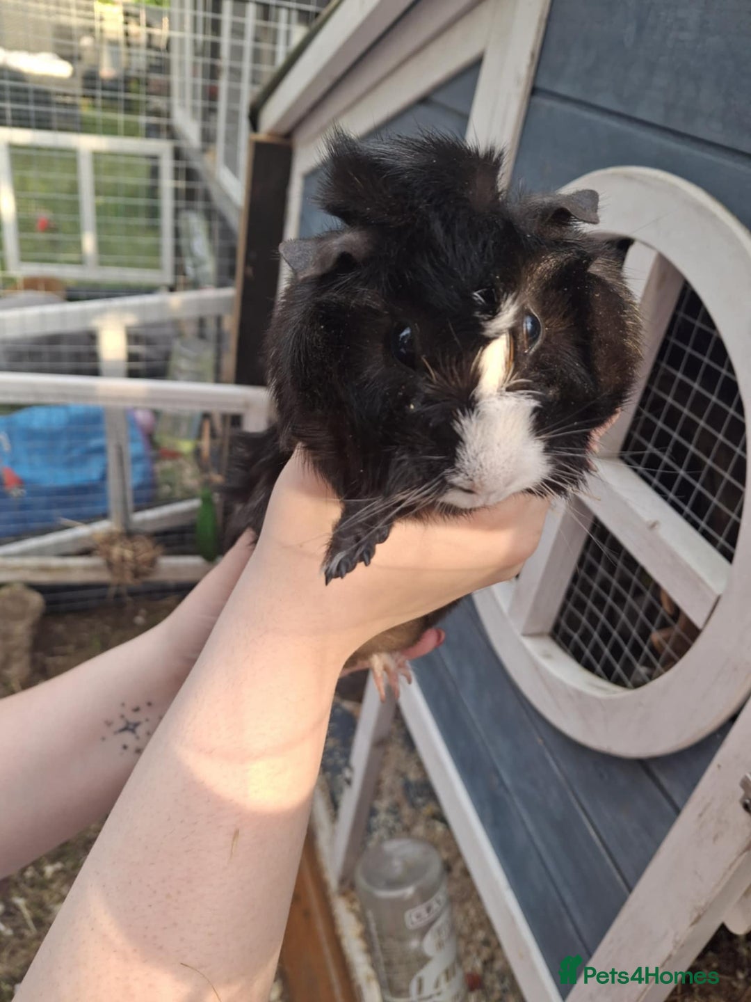 Guinea Pig rodents for sale: 3 Female Guinea Pigs- plus Hutch and extras - Image 1