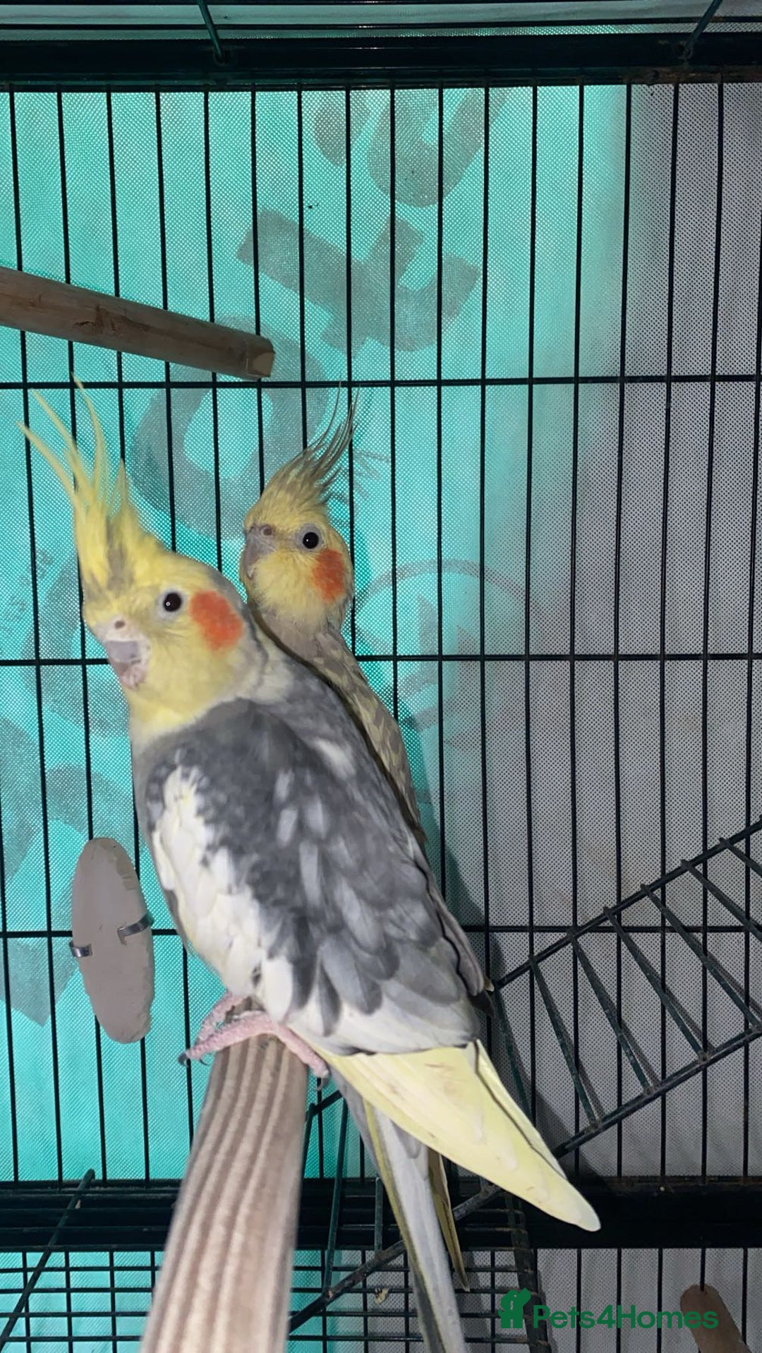 Cockatiels birds for sale: bonded cockatiels  - Image 2