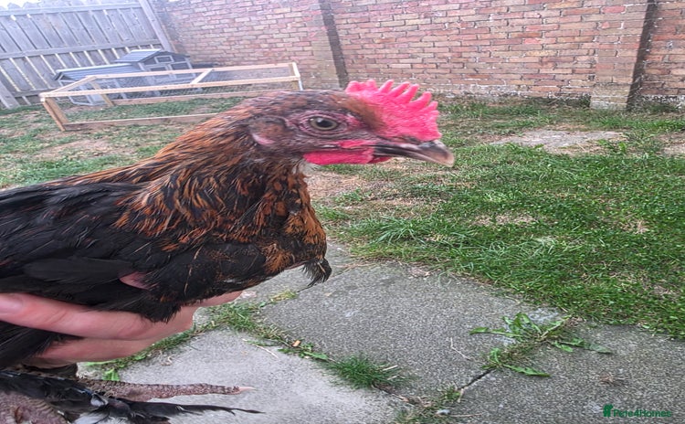 Chickens poultry - Advert 1