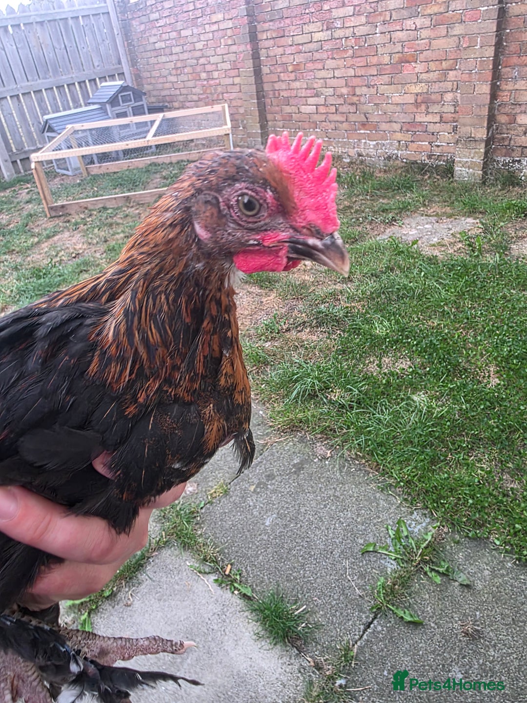 Chickens poultry for sale: 7 week old Cooper maran  - Image 1