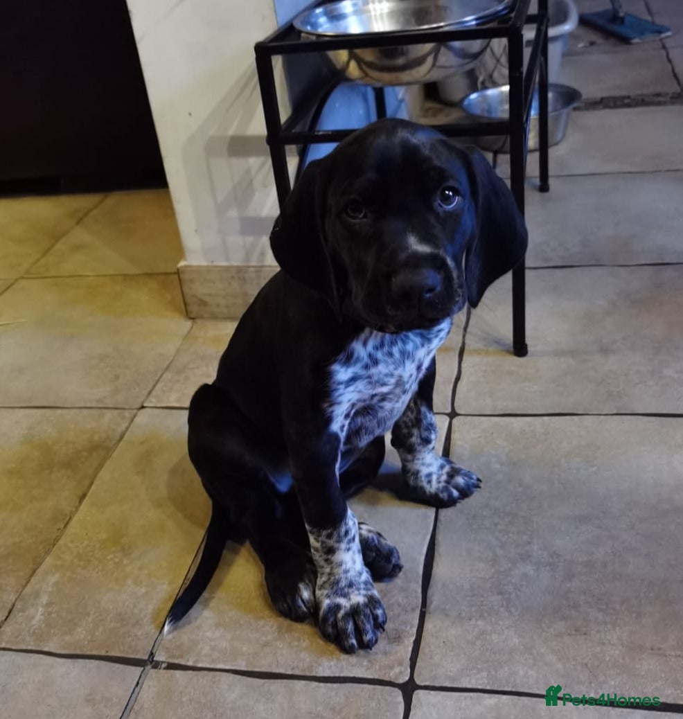 German Shorthaired Pointer dogs ❤️🐾 GORGEOUS GERMAN SHORTHAIRED POINTER PUPPIES - Advert 2