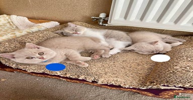 British Shorthair cats - Advert 6