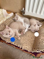 British Shorthair cats - Advert 13