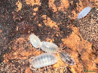 Frog reptiles Snow White Isopods (Porcellio Laevis) - Advert 12