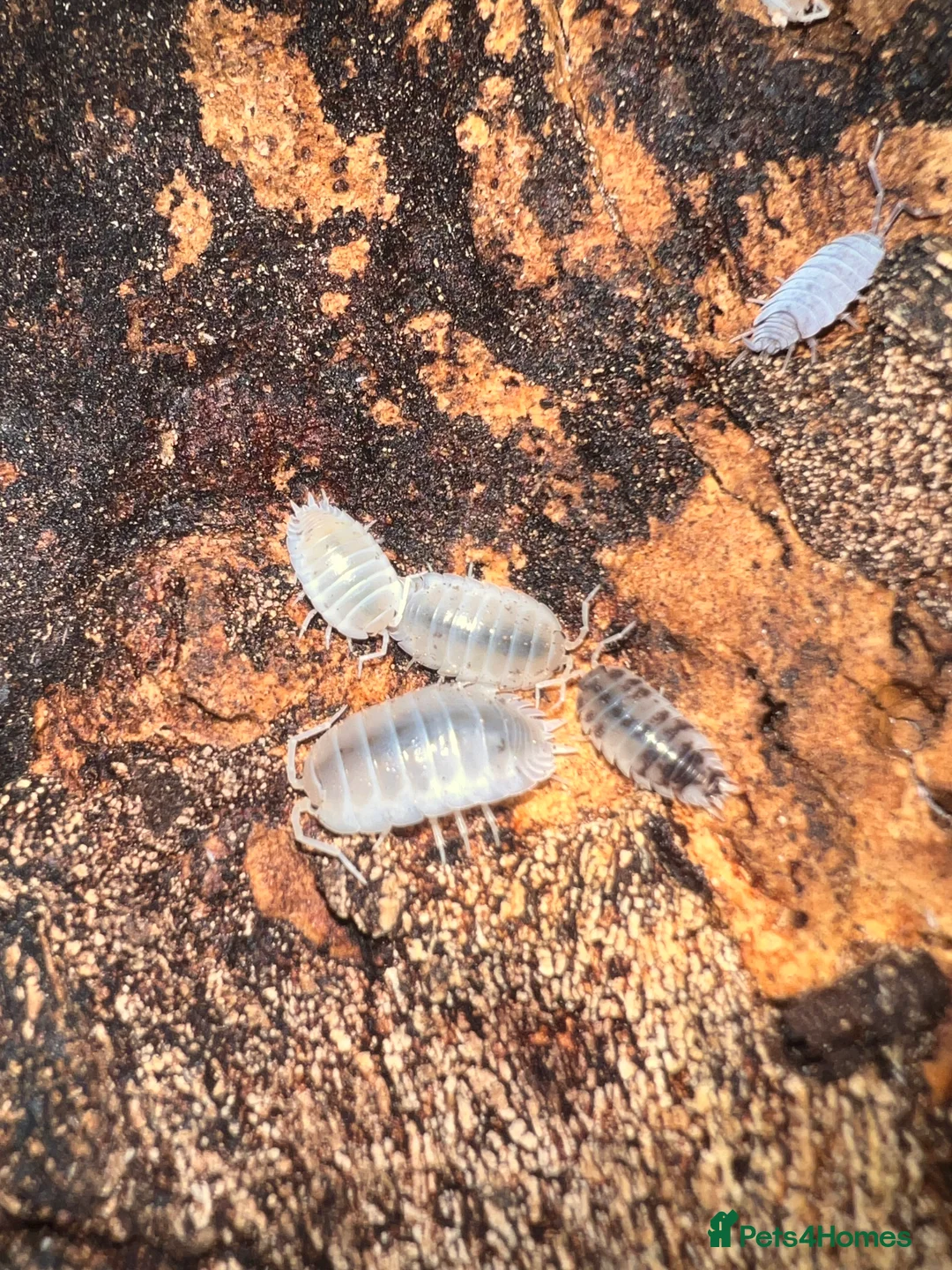 Frog reptiles for sale: Snow White Isopods (Porcellio Laevis) - Advert 1
