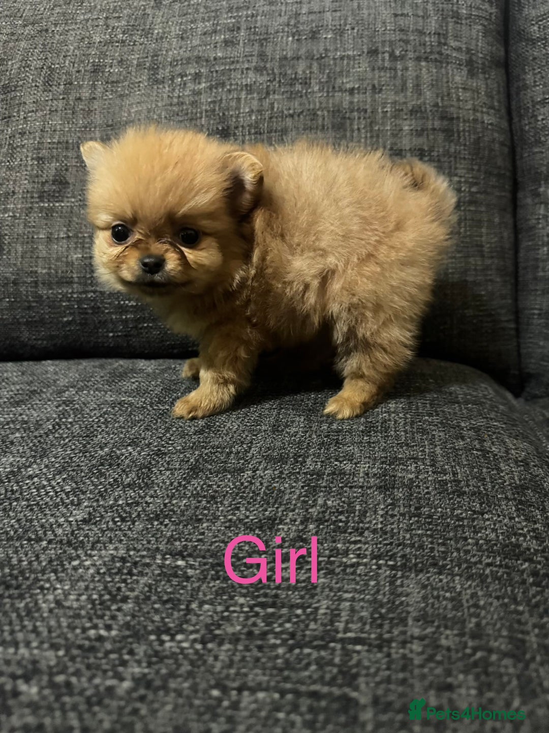 Pomchi dogs for sale: Pomeranian puppy’s  - Advert 12