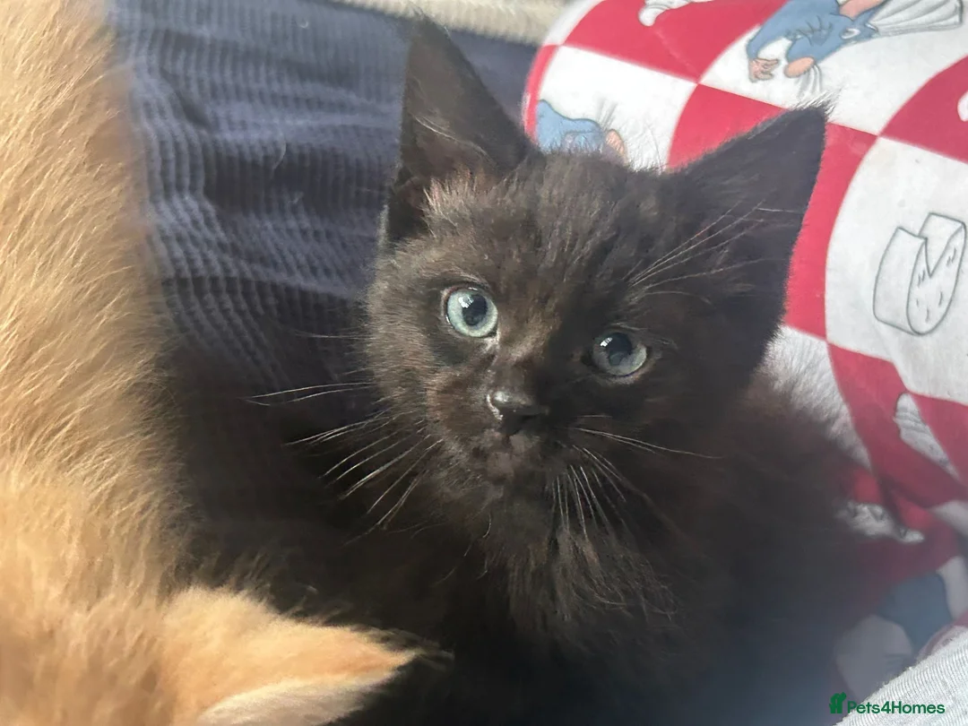 Mixed Breed cats for sale: Kittens for sale  - Advert 15