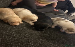 Cockerdor dogs for sale: Cockador puppies  - Advert 2