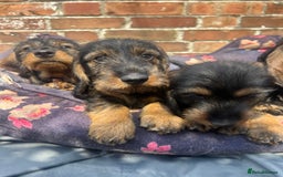 Dachshund dogs for sale: 2 left! standard dachshund puppies ready now! - Image 1