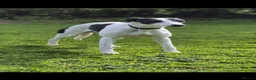 Whippet dogs for sale: Whippet puppies, Blues & blacks with white trim  - Advert 2