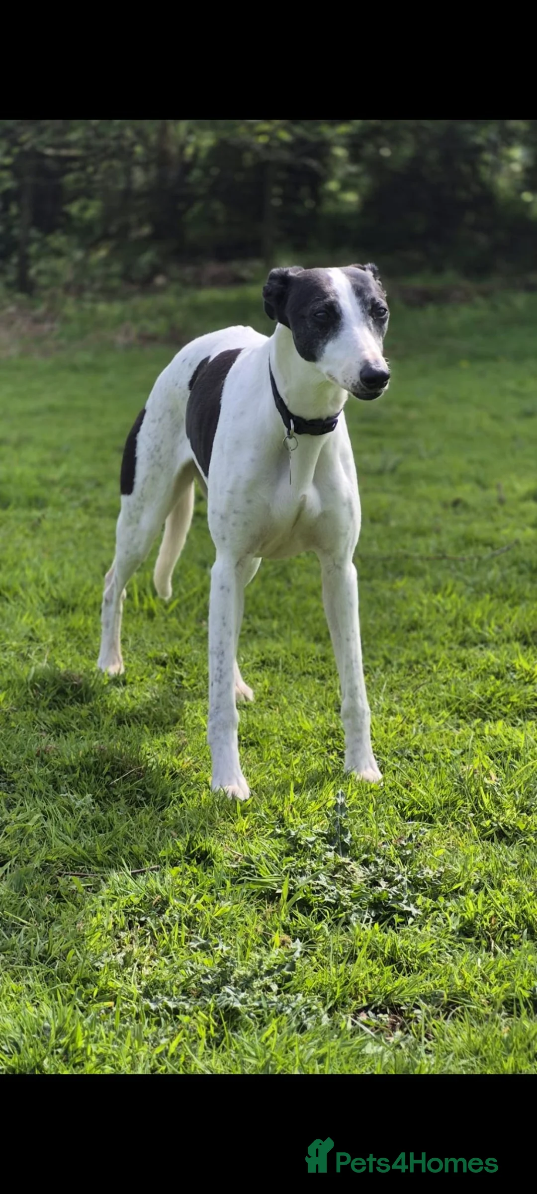 Whippet dogs for sale: Whippet puppies, Blues & blacks with white trim  - Advert 2
