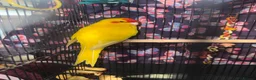 Mixed Breed birds for sale: Handreared Baby Kakariki  - Advert 3