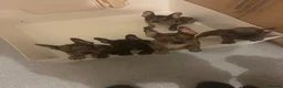 French Bulldog dogs for sale: French bulldogs for sale  - Advert 7