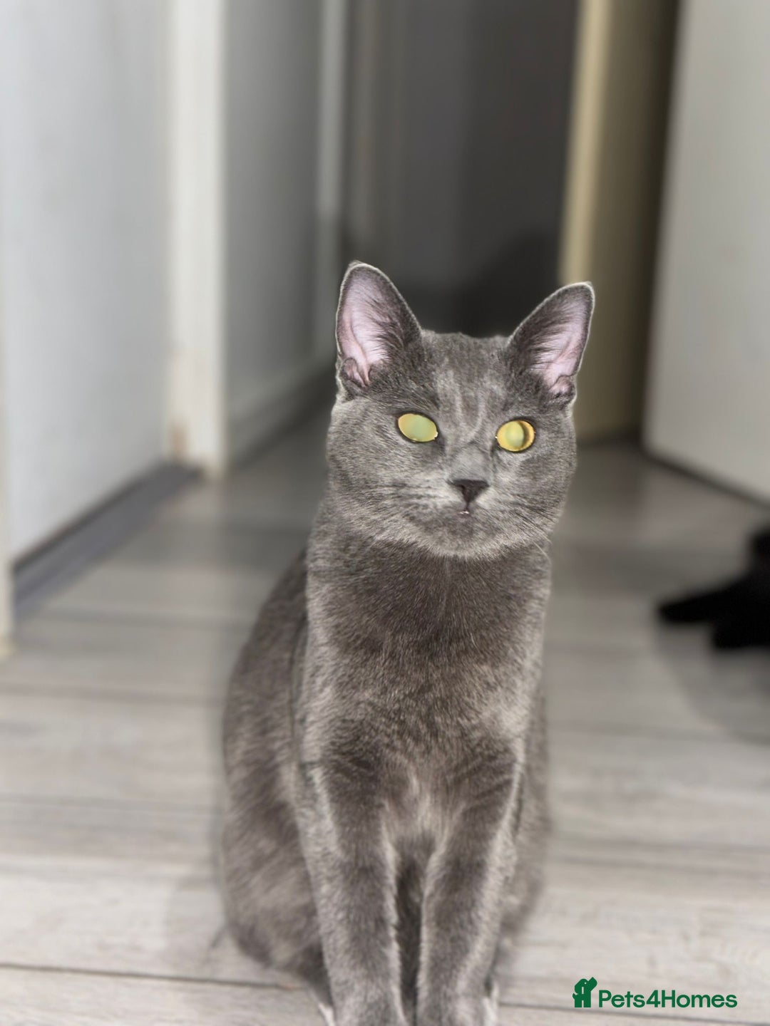 Maine Coon cats for sale: maine coon cross - Advert 2