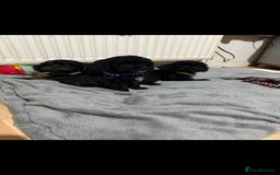 Cockapoo dogs for sale: Beutifull cockapoos  - Image 4