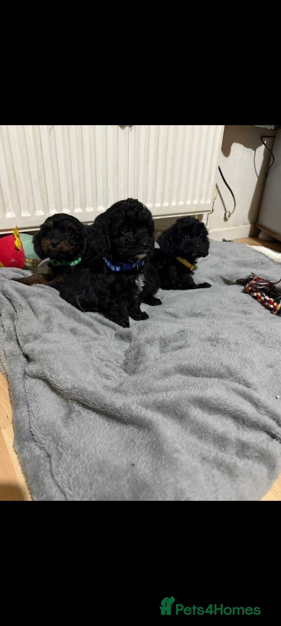 Cockapoo dogs for sale: Beutifull cockapoos  - Image 4