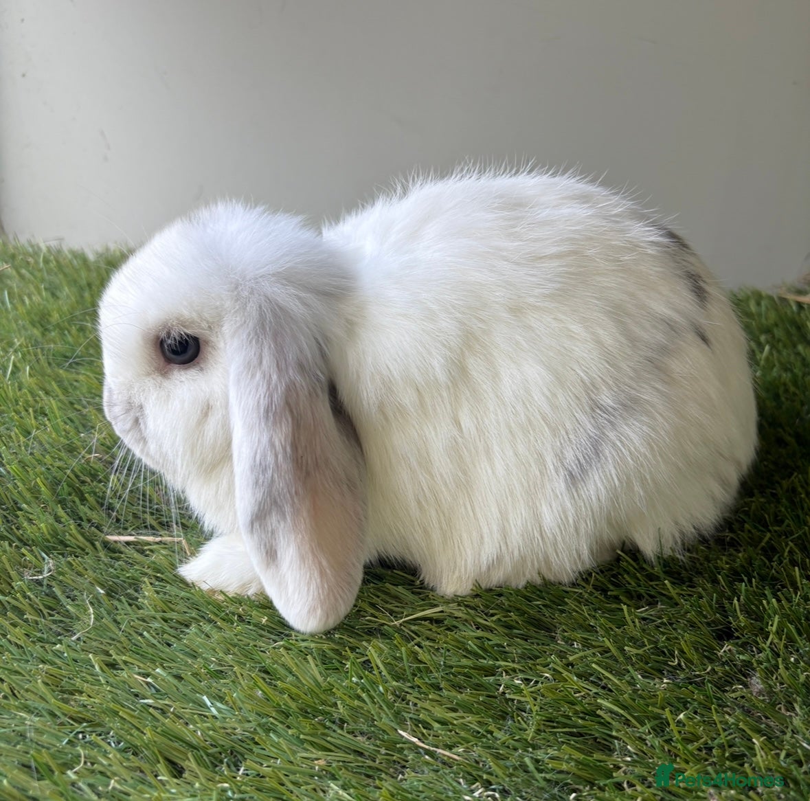Mini Lop rabbits Stunning mini lop babies - Advert 1