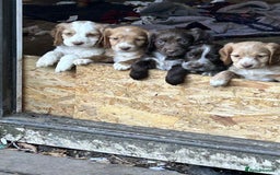Cocker Spaniel dogs for sale: Beautiful cocker spaniel puppies  - Image 2