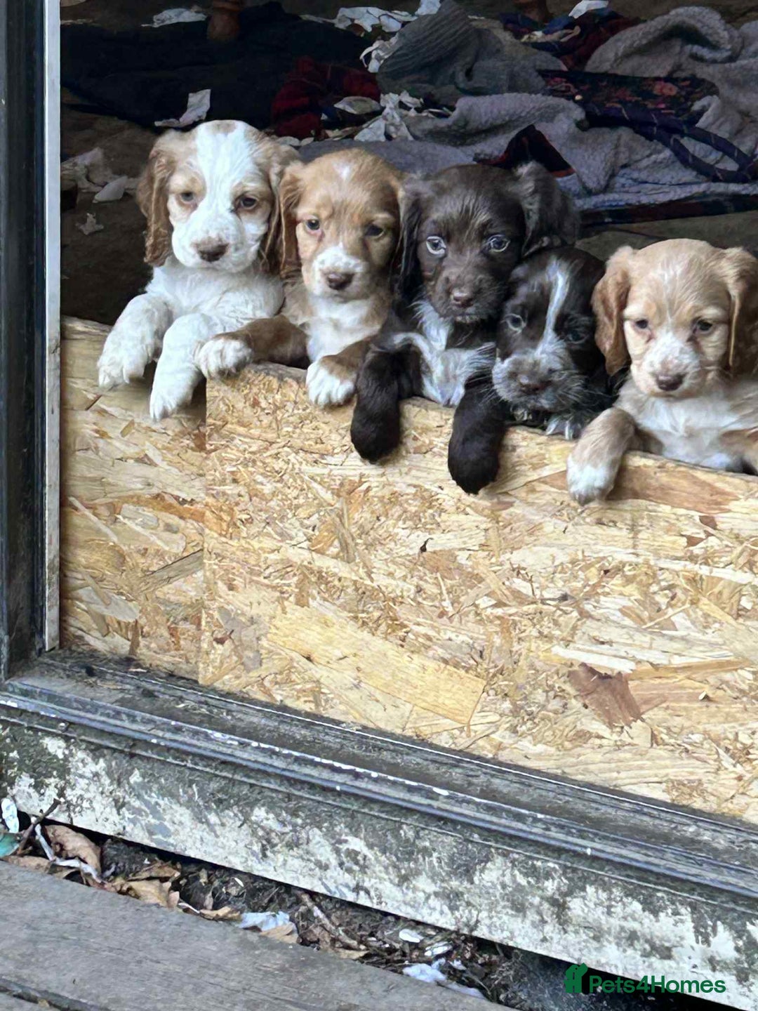 Cocker Spaniel dogs for sale: Beautiful cocker spaniel puppies  - Image 2