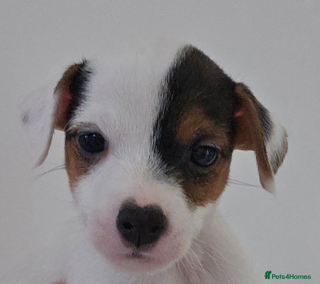 Parson Russell dogs for sale: Parson Russell Puppies - Advert 7