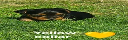 Yorkshire Terrier dogs for sale: Purebred Yorkshire Terrier Puppies Vaccinated  - Advert 39