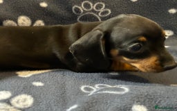 Miniature Dachshund dogs for sale: Stunning Miniature Dachshund Pups - Image 8