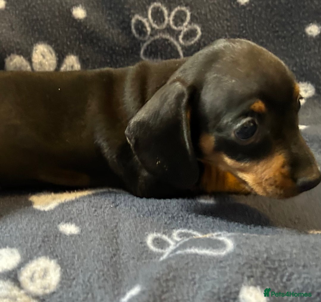 Miniature Dachshund dogs for sale: Stunning Miniature Dachshund Pups - Image 8