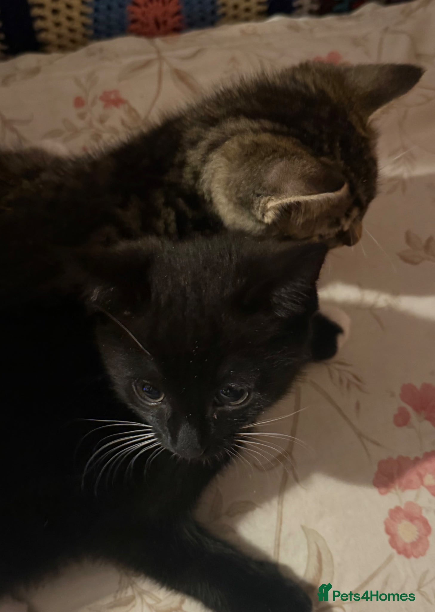 Mixed Breed cats Cute Mixed Breed Kittens Ready for Loving Homes - Advert 1