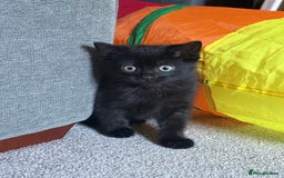 Domestic Shorthair cats for sale: Male Kitten - Advert 1