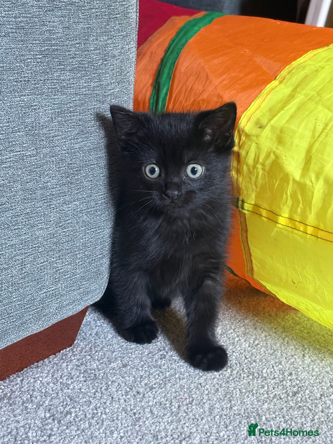 Domestic Shorthair cats for sale: Male Kitten - Advert 1