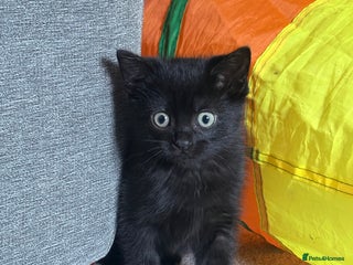 Domestic Shorthair cats Male Kitten - Advert 2