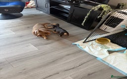 French Bulldog dogs for sale: A very very special girl - Image 9