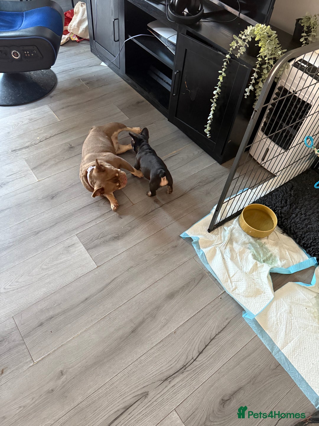 French Bulldog dogs for sale: A very very special girl - Image 9
