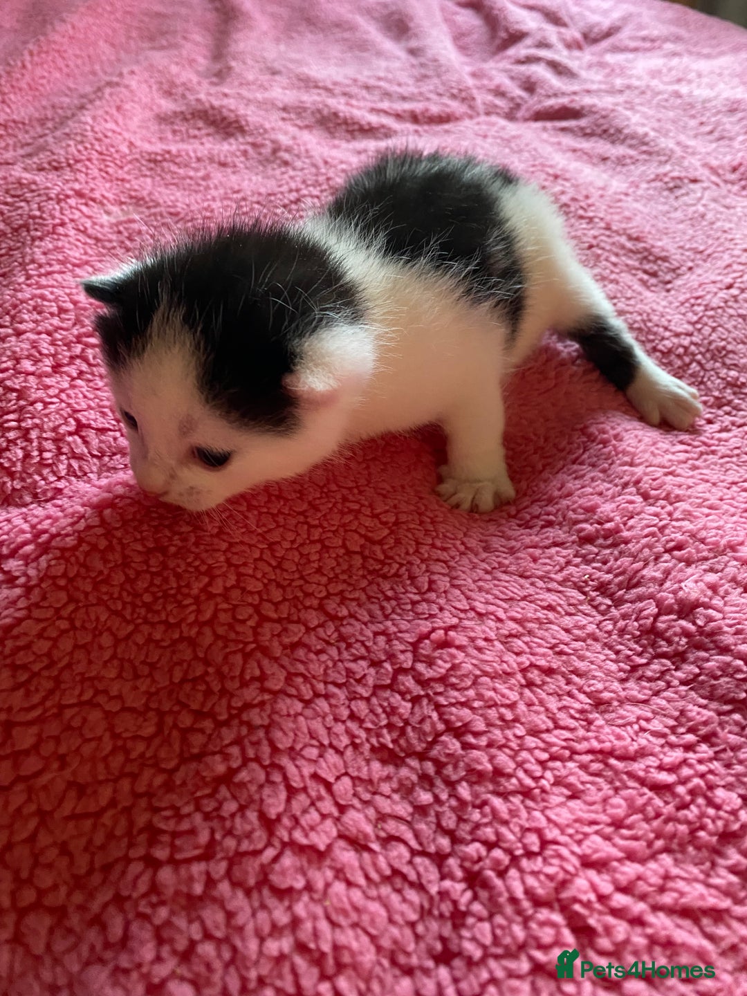 British Shorthair cats for sale: Beautiful baby kittens ready 23rd Dec - Advert 11