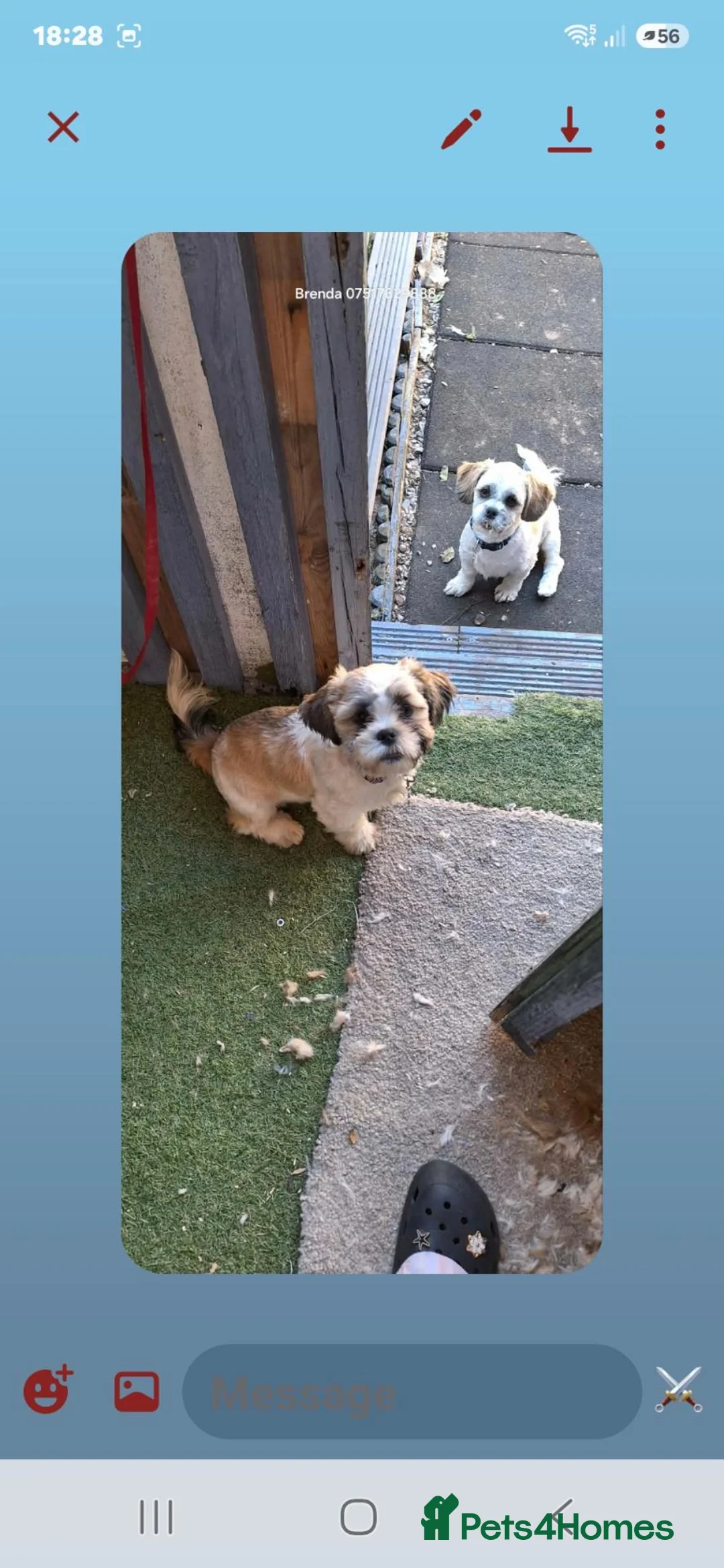 Shih Tzu dogs for sale: 2 x shih tzu boys  - Advert 2