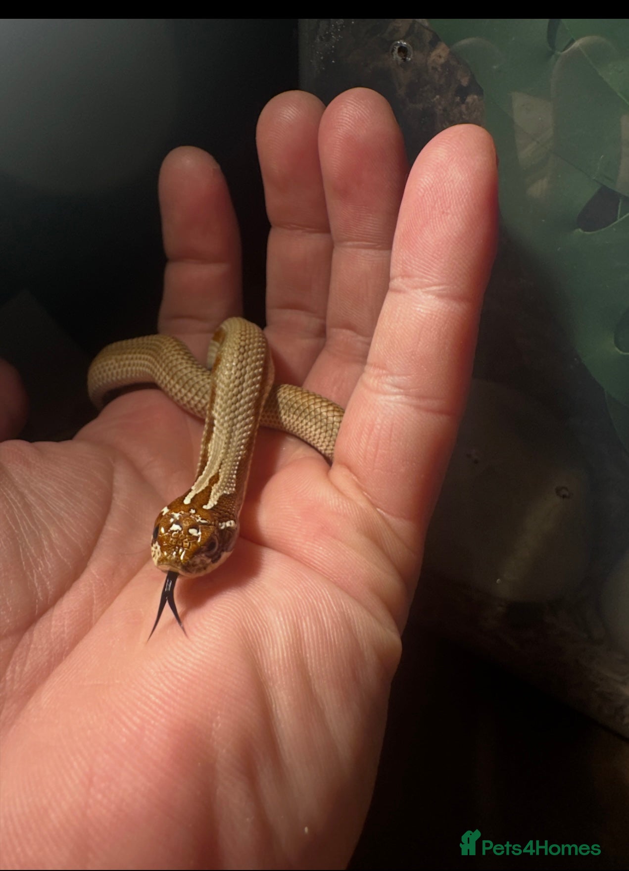 Mixed Breed reptiles Western hognose pure bred, - Advert 1