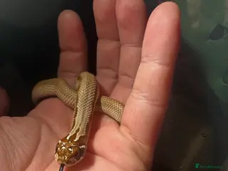 Mixed Breed reptiles Western hognose pure bred, - Advert 2