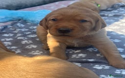 Labrador Retriever dogs for sale: Fox Red litter born 5th August - Image 2