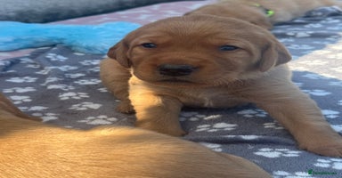 Labrador Retriever dogs - Advert 3