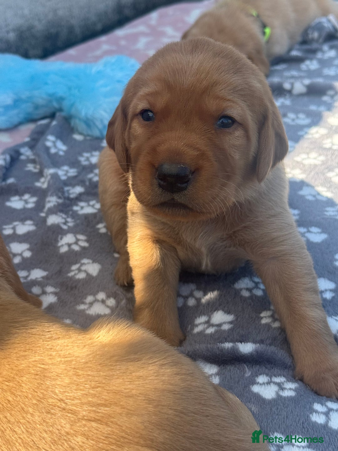 Labrador Retriever dogs for sale: Fox Red litter born 5th August - Image 2