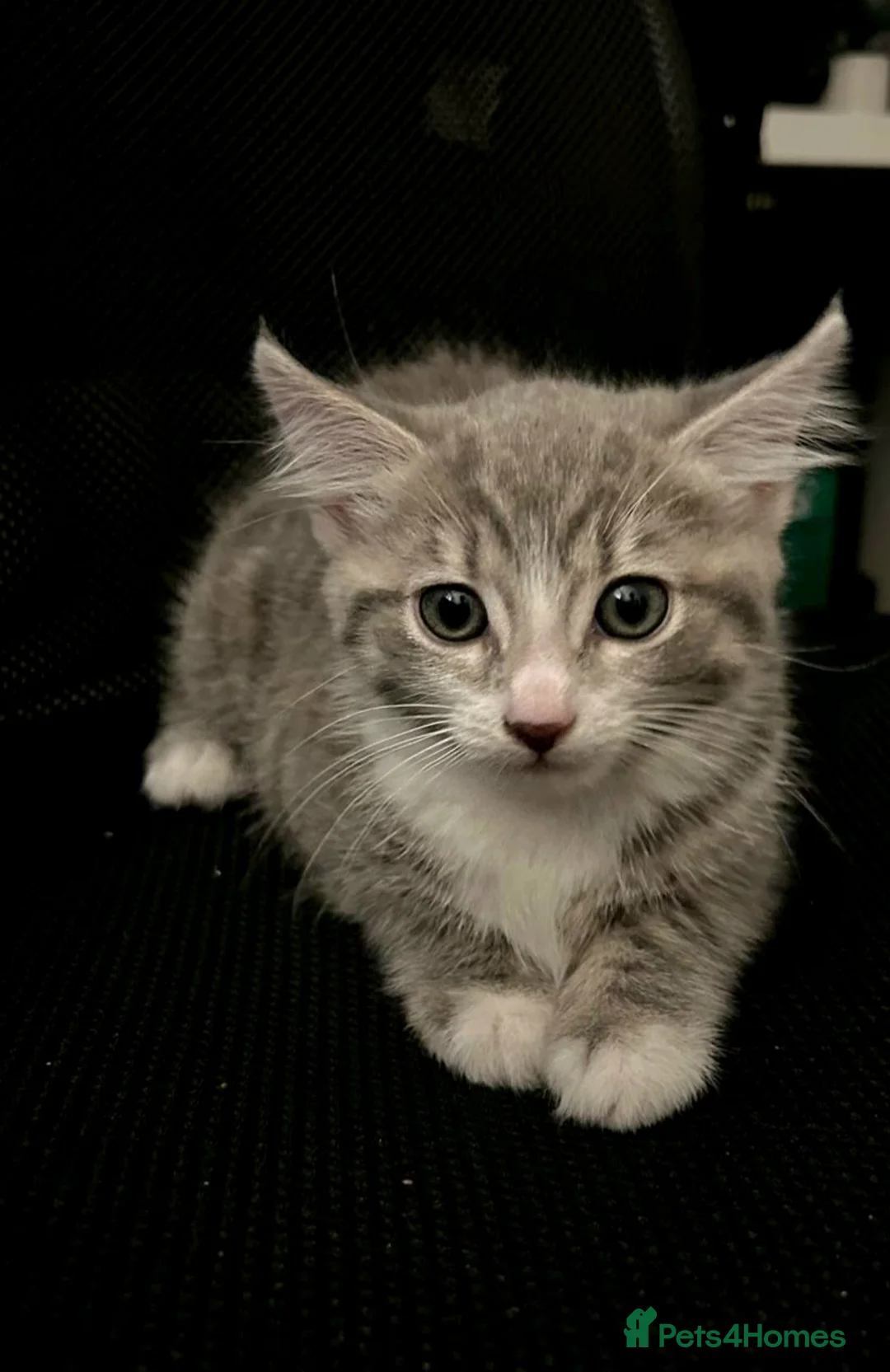 Maine Coon cats for sale: Maine coon cross - Advert 2