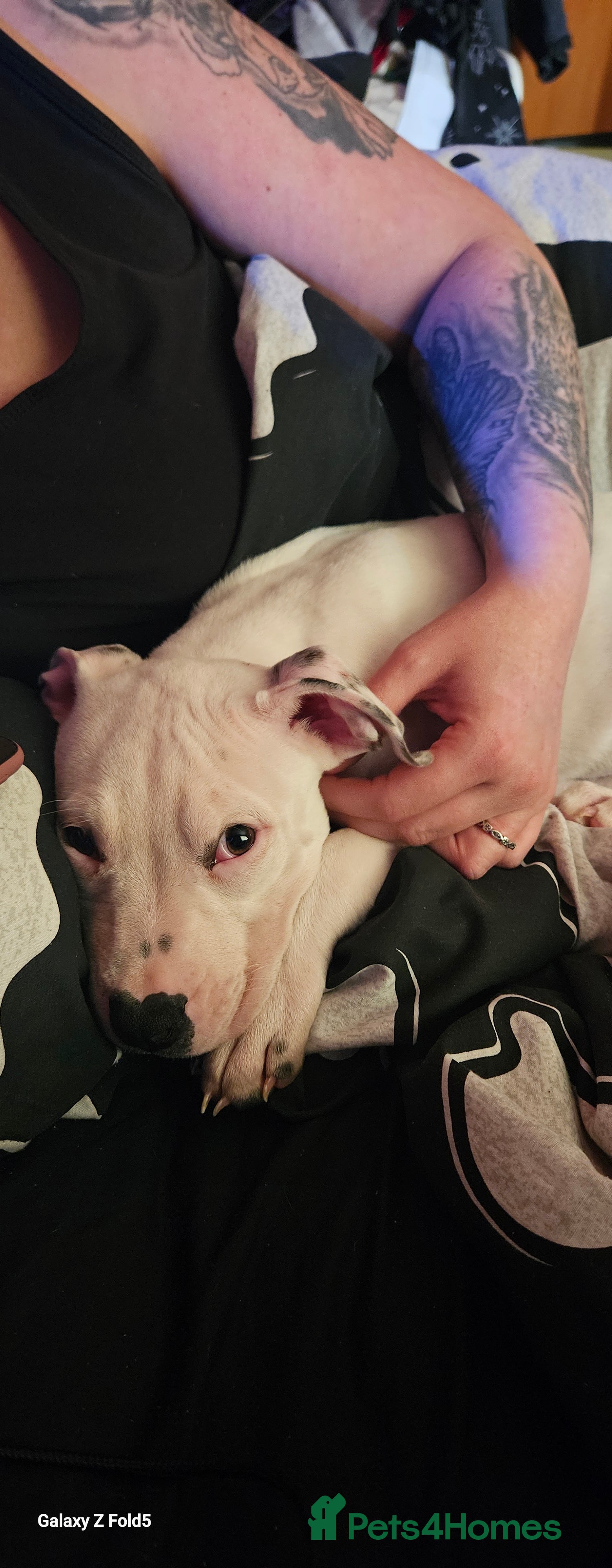 Mixed Breed dogs Angel - Advert 1