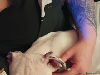 Mixed Breed dogs Angel - Advert 1