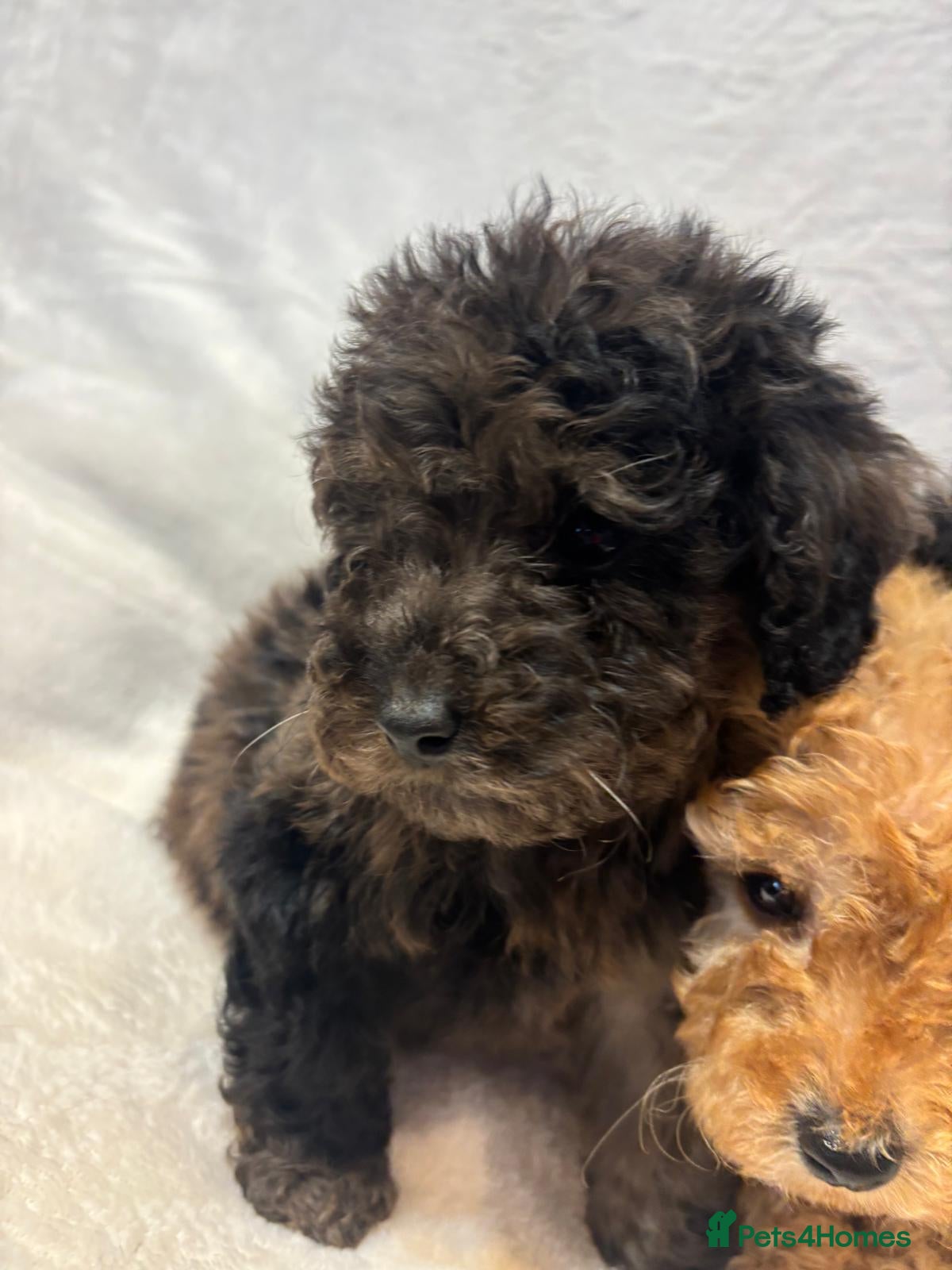 Miniature Poodle dogs Miniature poodles - Advert 2