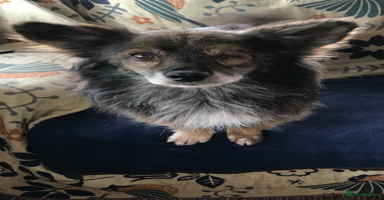 Mixed Breed dogs - Advert 11
