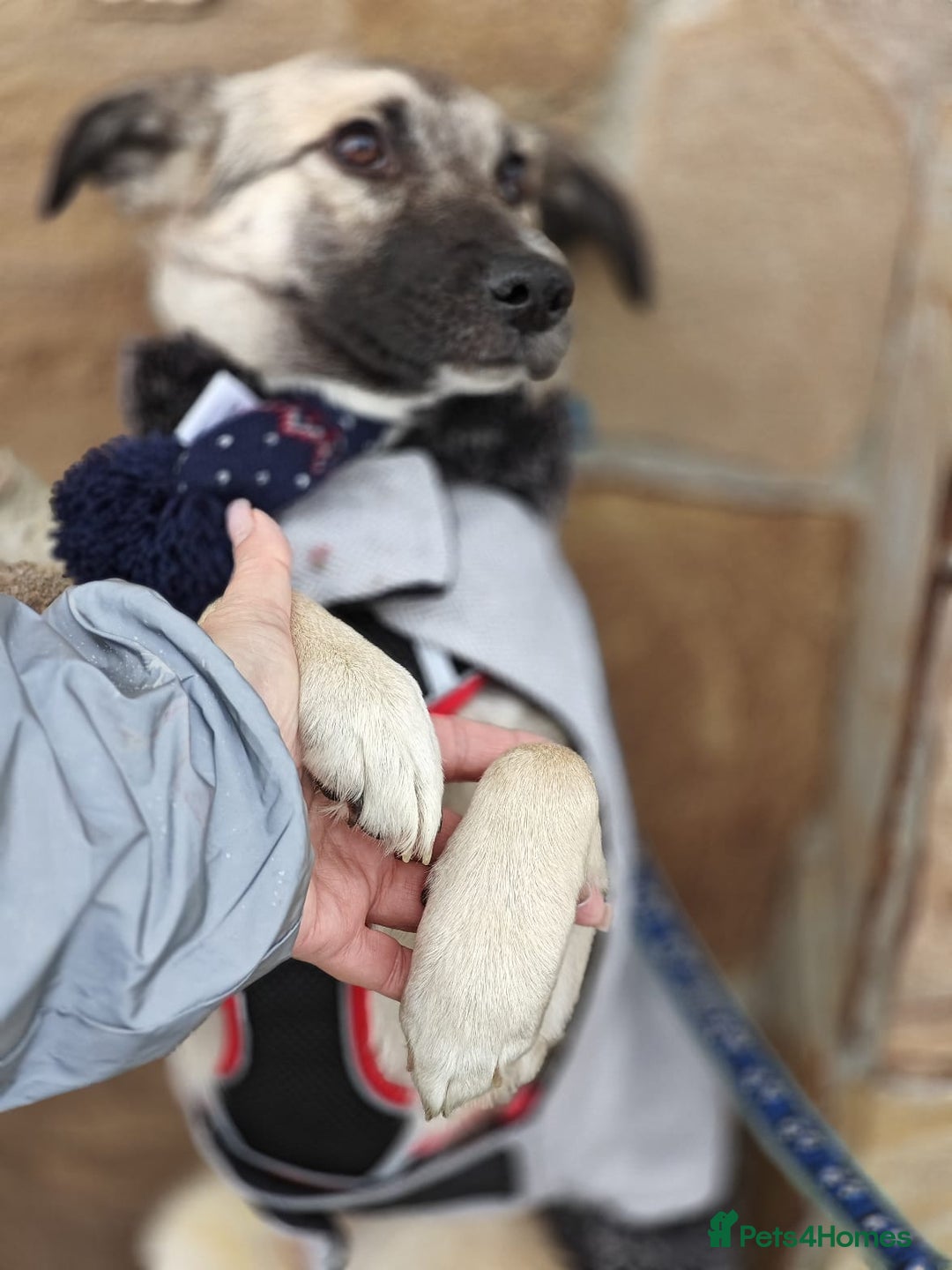Mixed Breed dogs for adoption: ❤️TILLY -gentle, and affectionate pup❤️ - Advert 6