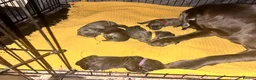 Cane Corso dogs for sale: Cane Corso puppies - Advert 13