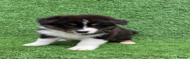Australian Shepherd 3